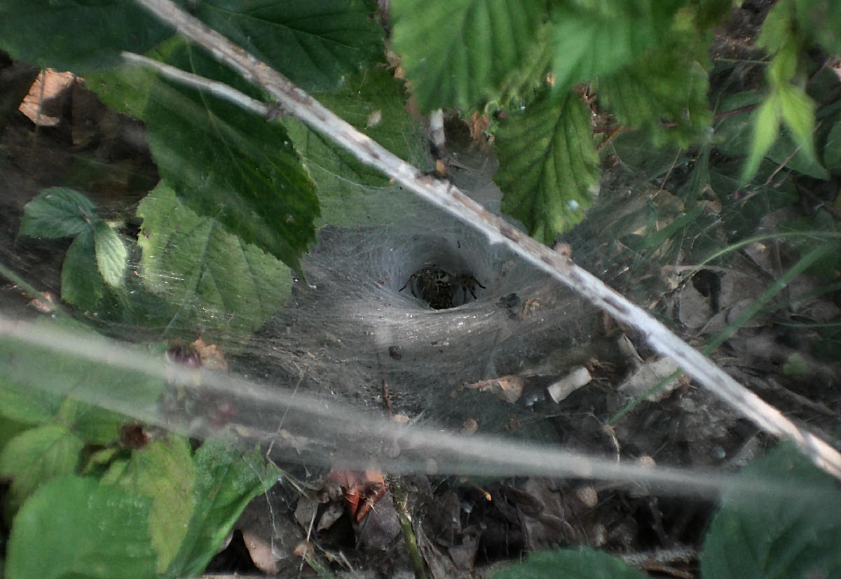 Agelena labyrinthica - Velate (MB)